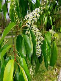 Image result for Prunus serotina