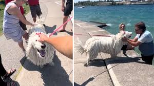 Image result for Komondor