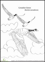 Use these images to quickly print coloring pages. Canadian Geese Worksheet Education Com Canadian Goose Coloring Pages Goose Craft