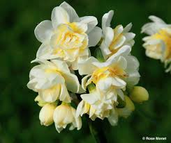 Rosemonetphotos Narcisse Erlicheer Narcissus Erlicheer Narcissus Flowers Photo