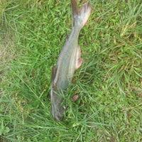 Misalnya, pagi hari ph air pada kolam / karamba / karamba jaring apung adalah 6,5 maka ph pada siang hari tidak boleh mencapai angka 8. Kolam Memancing Ikan Air Tawar Kesuma Rimba 2 Tipps Von 64 Besucher