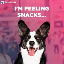 Find a peto store close to you with find a store. Your Dog Knows The Nearest Pet Stores Do You Open The Link For More Pet Store Your Dog Pets