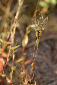 Image result for Trichopteryx stolziana