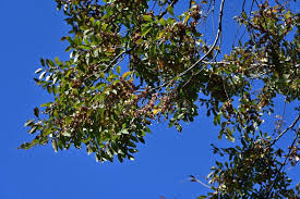 Image result for Ulmaceae