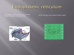 Animal cell analogy to football team. Cell Organelle Analogy To A Football Team Ppt Download