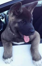 American Akita Dog Black And White 15 Most Popular Akita Dog Pictures In 2020 Akita Dog Cute Animals Cute Dogs
