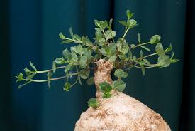 Image result for Raphionacme