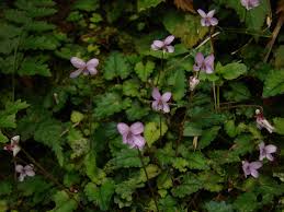 Image result for Grewia rugosifolia