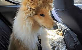 For moves and long road trips, it's not always convenient to bring your pet—so we bring them to you. Dog Travel Tips How To Travel Long Distance With A Dog Wanderers Of The World