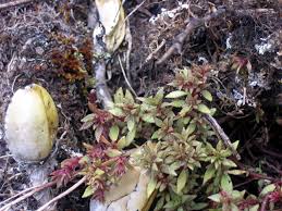 Image result for Microcharis welwitschii