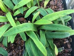 Image result for Pyrrosia