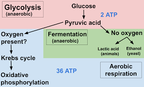 The formula for cellular respiration is as follows: Cellular Respiration Review Article Khan Academy