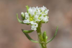 Image result for Corrigiola