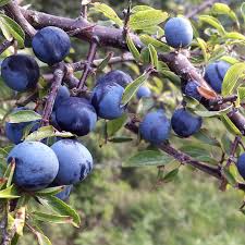 Maybe you would like to learn more about one of these? Bartenders Guide To Foraging Sloes