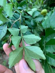 Image result for Harrisonia