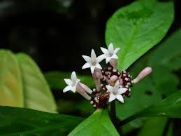 Image result for Chassalia parvifolia