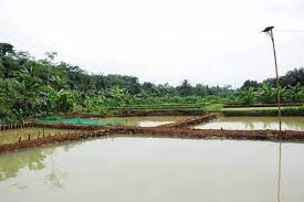 Kalsium hidroksida diformulasi melalui senyawa kalsium oksida dan air, serta mengandung sifat basa yang kuat. Artikel Cara Mempersiapkan Kolam Ikan Nila Yang Benar