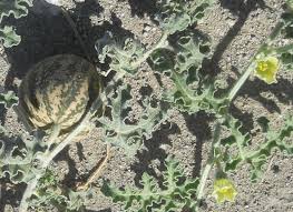 Image result for Coccinia subsessiliflora