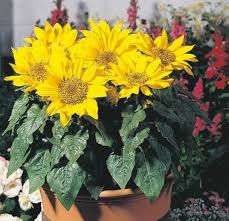 Cara menanam bunga matahari | bunga matahari merupakan bunga eksotis yang cukup terkenal, tanaman ini memiliki postur yang tinggi serta memiliki jika anda lebih memilih menanam bunga matahari didalam pot maka pastikan bahwa pot tersebut kuat dan memiliki ukuran yang cukup besar. 10 Cara Menanam Bunga Matahari Di Pot Dan Jenisnya
