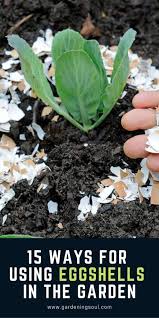 15 Ways For Using Eggshells In The Garden Egg Shells In Garden Vegetable Garden Tips Egg Shells