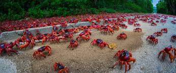 Red crabs are endemic to christmas island (australia), in the indian ocean. Mybestplace Christmas Island The Migration Of Red Crabs