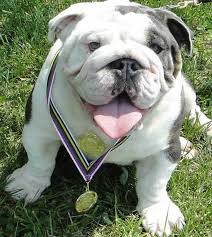 We did not find results for: Miniature English Bulldog Breeders French Bulldog Puppies For Sale Miniature Bulldog Puppies For Sale Blue Bulldogs Blue English Bulldog Puppies For Sale