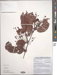 Image result for Magnistipula