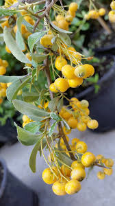 Image result for Pyracantha coccinea golden charmer