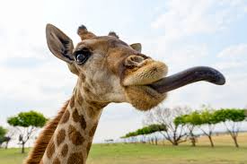 Jun 17, 2021 · fortunately, a giraffe's tongue has thickened papillae, which helps to protect it from these vicious thorns. Giraffe With Tongue Out By Tambako Fur Affinity Dot Net