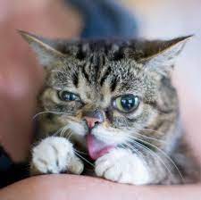 pin by april robinson on feline funnies beauties cuties animals beautiful animals cat day