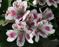 Alstroemeria Alstromeria Inkalilja