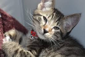 Socialization is the process whereby kittens explore their surroundings and accept what they find as normal. Bringing Home A New Kitten
