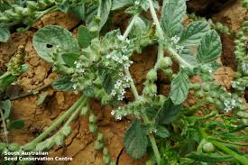 Image result for Heliotropium supinum