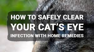 How To Safely Clear Your Cat S Eye Infection With Home Remedies Meowkai