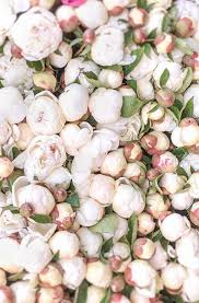 Maybe you would like to learn more about one of these? Paris Photograph White Peonies At Market Peonies Season White Peonies Peonies