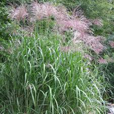 Image result for Crateranthus congolensis