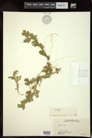 Image result for Selaginella cathedrifolia