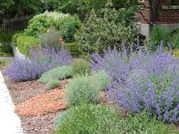 Check spelling or type a new query. Central Texas Landscaping Tips Abilene Scene