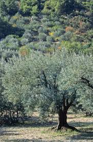 Epingle Sur Drome Provencale