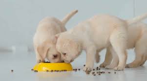 The structure of labrador pups is… what to look for when buying puppy food for labs? Best Dog Foods For Labrador Retrievers Puppies Adults Seniors