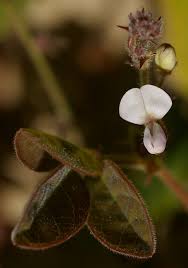 Image result for Desmodium scorpiurus