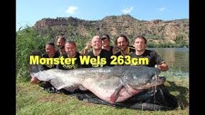We have reviews of the best places to see in wels. Monster Wels 263cm 120 Kilo Monster Catfish 8 63 Feet 264 55 Pounds Welsangeln Wallerangeln Youtube
