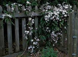 Check spelling or type a new query. Green Garden Dream In Texas Clematis Armandii Clematis Climbing Clematis