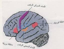 الباب الخامس علاقة الدماغ باللغة والتعلم الأساس العصبي للغة