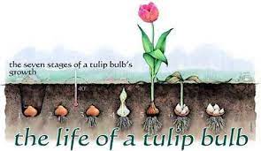 Tulip Life Cycle Planting Tulips Tulip Bulbs Spring Flowering Bulbs