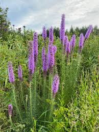 Image result for Pycnostachys prittwitzii