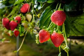 Les fraises regorgent de nombreux bienfaits. Un Debut De Saison Tardif Pour Les Producteurs De Fraises Et Framboises L Express