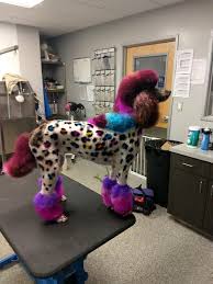 A Wonderful Animal Print Design That Was Done By Tj Serhal A Great Technique With The Opawz Permanent Dog Hair Dyes C Dog Hair Dye Creative Grooming Dog Hair