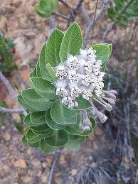 Image result for Gomphocarpus semilunatus