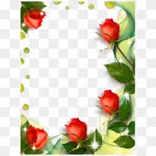 Caranya beli bibit bunga mawar yang banyak dijual di tempat penjual bunga. Beautiful Transparent Photo Frame With Roses Roses Borders And Frames Clipart 5065808 Pikpng